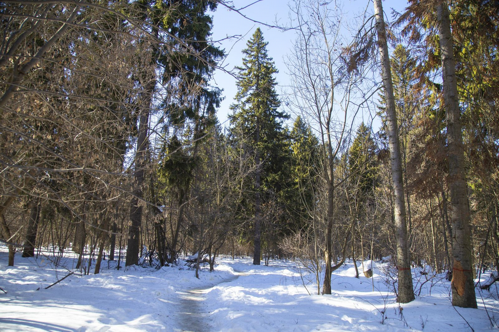 ​В Ижевске проведут мероприятия по оздоровлению Тимирязевского леса.