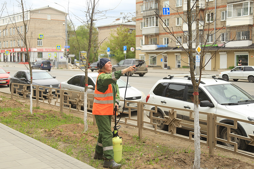 ​Витамины для растений используют при подкормке ясеней на улице Ленина в Ижевске.