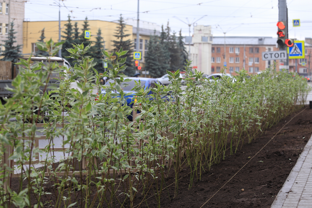 Живая изгородь появится скоро на улице Ленина.