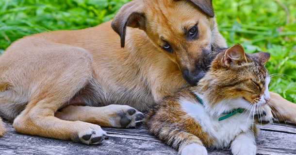 ​С 1 по 23 апреля домашних животных в Ижевске бесплатно прививают от бешенства.