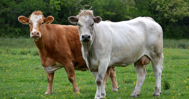 ​Узелковый дерматит крупного рогатого скота: опасность для животных и экономический ущерб.