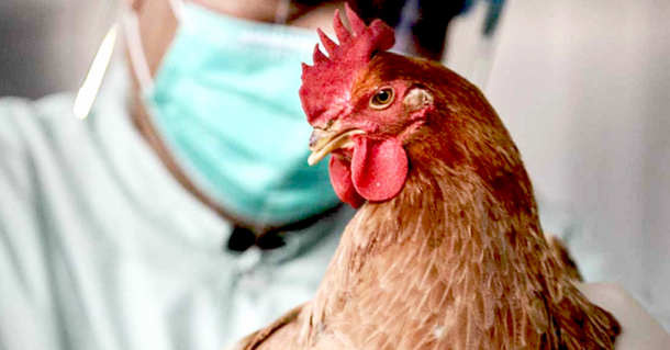 В Ижевске проводится профилактическая вакцинация домашней птицы от высокопатогенного гриппа птиц.